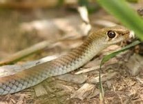 whip snake.jpeg