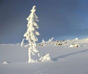 oldest-tree-old-tjikko-sweden-9500 years old.jpg