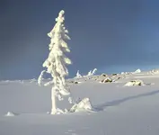 oldest-tree-old-tjikko-sweden-9500 years old.webp