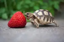 turtle strawberry.webp