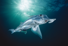 4__ghost_shark.png