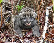 florida-panther-kitten-image-c-08-15-14-john-kellam.webp