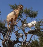 The-famous-goats-in-a-tree.webp