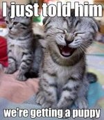 cute-funny-kittens-memes-Favim.com-2334034.jpg