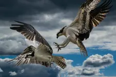 Osprey Wars el email.webp