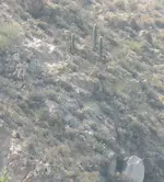 35 Sentinel Saguaro Triangle.webp