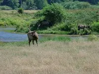 elk1.webp