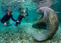 smiling-manatee_1973428i.jpg