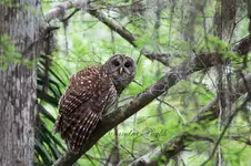 barred_owl_chestnut_park_florida_by_chalutplease-d5wcojf.webp