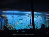 full-tank-view-rumfish.webp