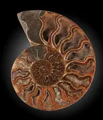 Ammonite Section 3.webp