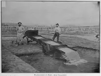 Black Sanding at Ranui, near Charleston.webp