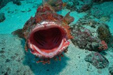 galapagos-diving-trip.jpg