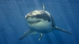 greak-white-shark-underwater_h.jpg