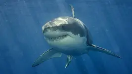 greak-white-shark-underwater_h.webp