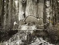 Redwood forest lumberjacks in Northwest California by Swedish photographer A_W_ Ericson, late...webp