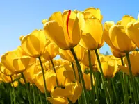 Tulips.webp