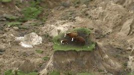 cows.stranded.kaikoura.quake.14.11.16.jpg