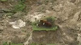 cows.stranded.kaikoura.quake.14.11.16.webp