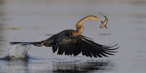 African-Darter-with-prey.jpg