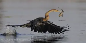 African-Darter-with-prey.webp