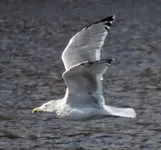 HerringGull1©LillianStokes.webp