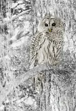 owl 4.webp