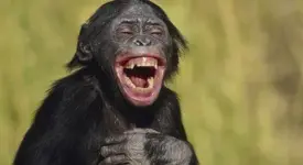 monkey laugh.webp