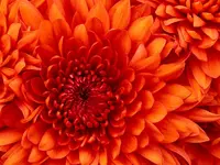 Chrysanthemum.webp