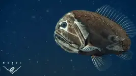 Mbari-deep-sea-fish.webp