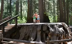 goldcountry-big-trees.webp