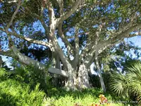 1-banyan_tree_010.webp