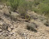 137  Sentinel cactus and Dead Ocotillo Marking Dig Spot.webp