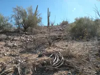 133a Saguaro Triangle Alignment.webp