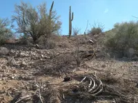 133b Saguaro Triangle Alignment.webp