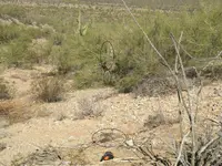 135 Saguaro Alignment.webp