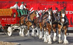 12-Budweiser-Clydesdale-Event-SR-01-1024x635.jpg