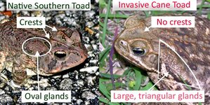 canetoad_southerntoad_comparison_lg.jpg