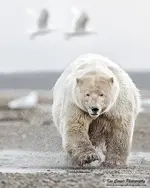 polar bear.webp