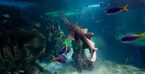 SeaLifeSydney6.webp