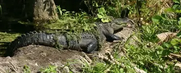 gator_with_a_hat2-777x314.webp