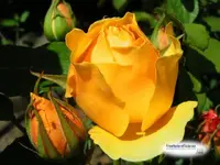 yellowrose2.webp