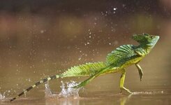 jesus christ lizard running on water.jpg