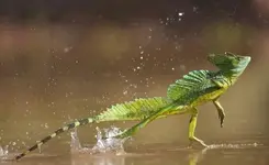 jesus christ lizard running on water.webp