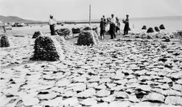 fish drying.webp