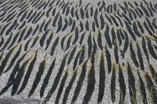 7238832-kelp-seaweed-laid-out-on-a-beach-to-dry.webp