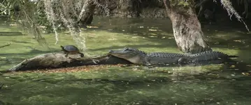 Alligator%20&%20Turtle%202.webp