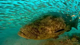 48-goliath-grouper.webp