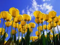 Tulips.webp