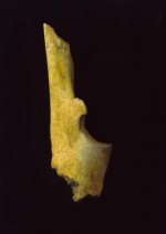 Deer ulna awl.jpg